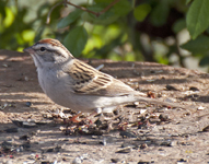 Chipping Sparrow 7733